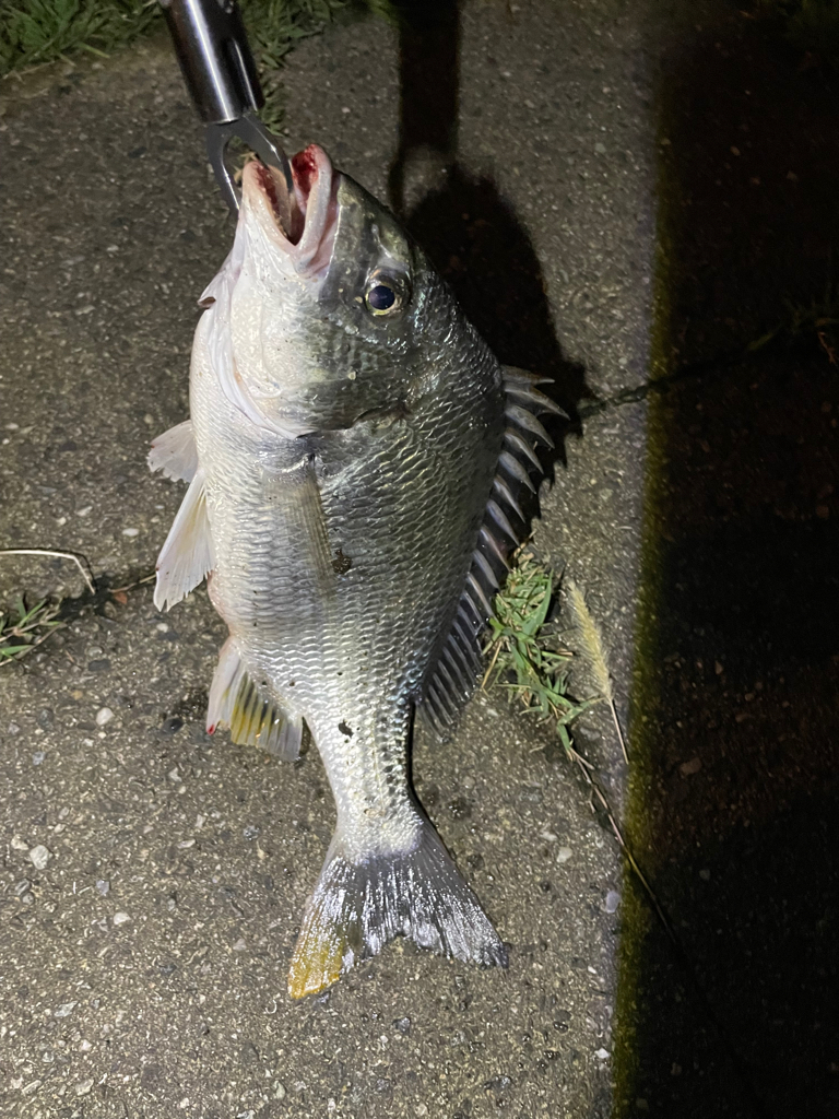 雨上がりキビレ隊