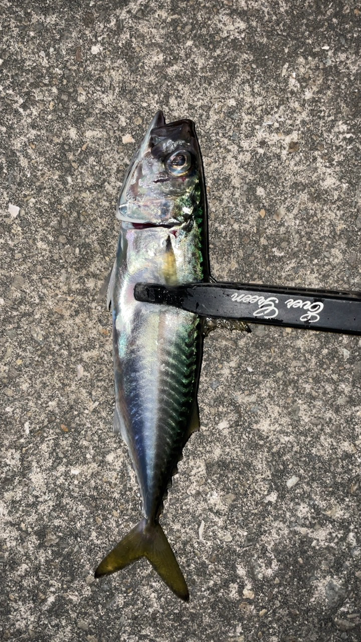 風さえ無ければ