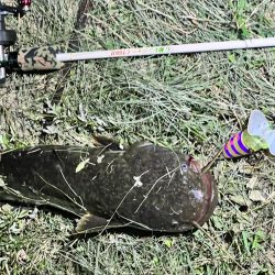 ひさびさの鯰GETだぜ！！