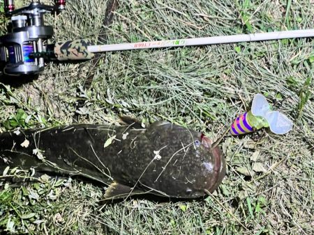 ひさびさの鯰GETだぜ！！