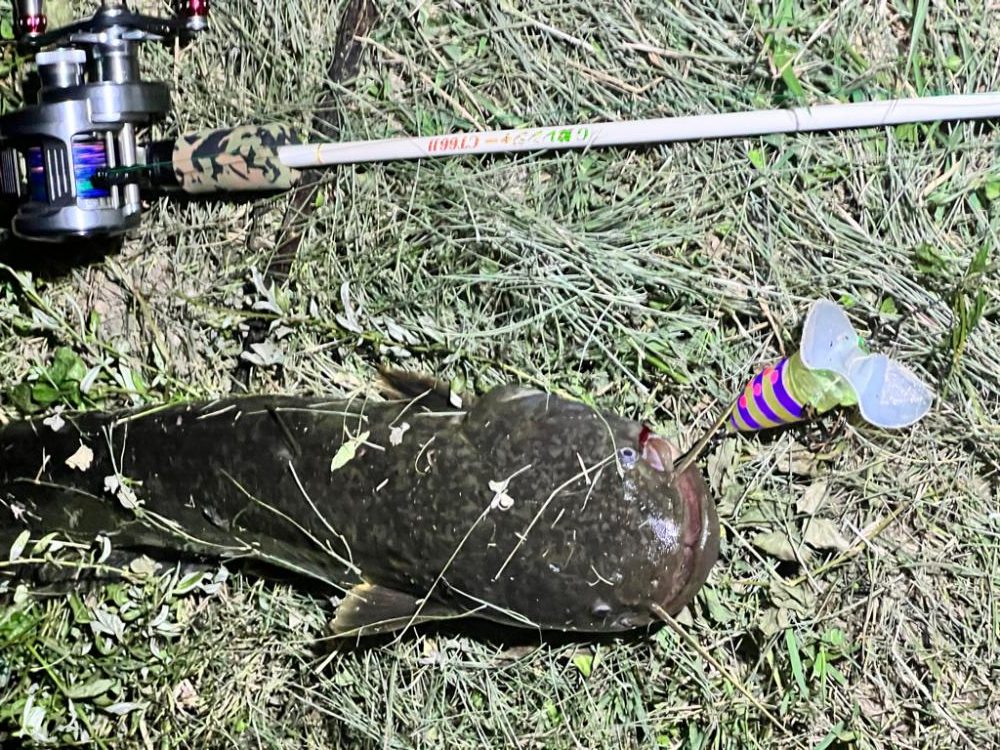 ひさびさの鯰GETだぜ！！