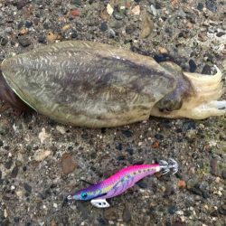 台風後の夕方チャンス