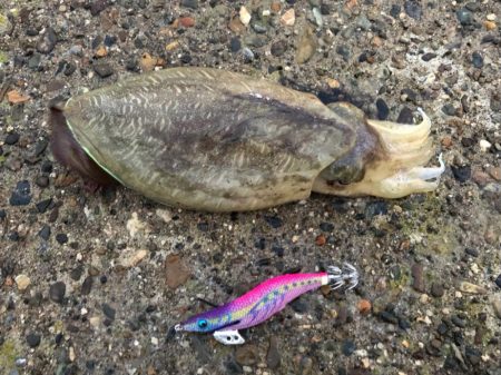 台風後の夕方チャンス