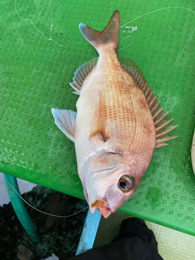 アオリイカ 鯛のリレー便 丸松乗合船