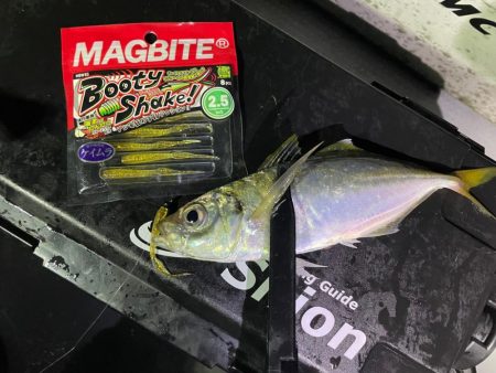 バチコンシーズン開幕！