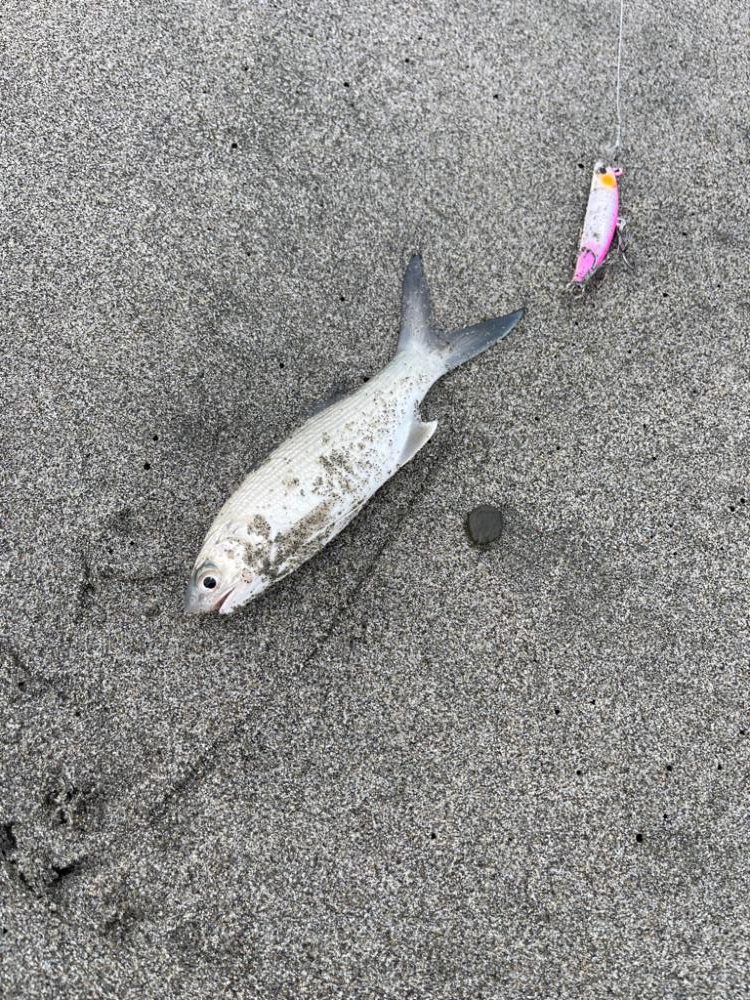 台風明け調査✍️