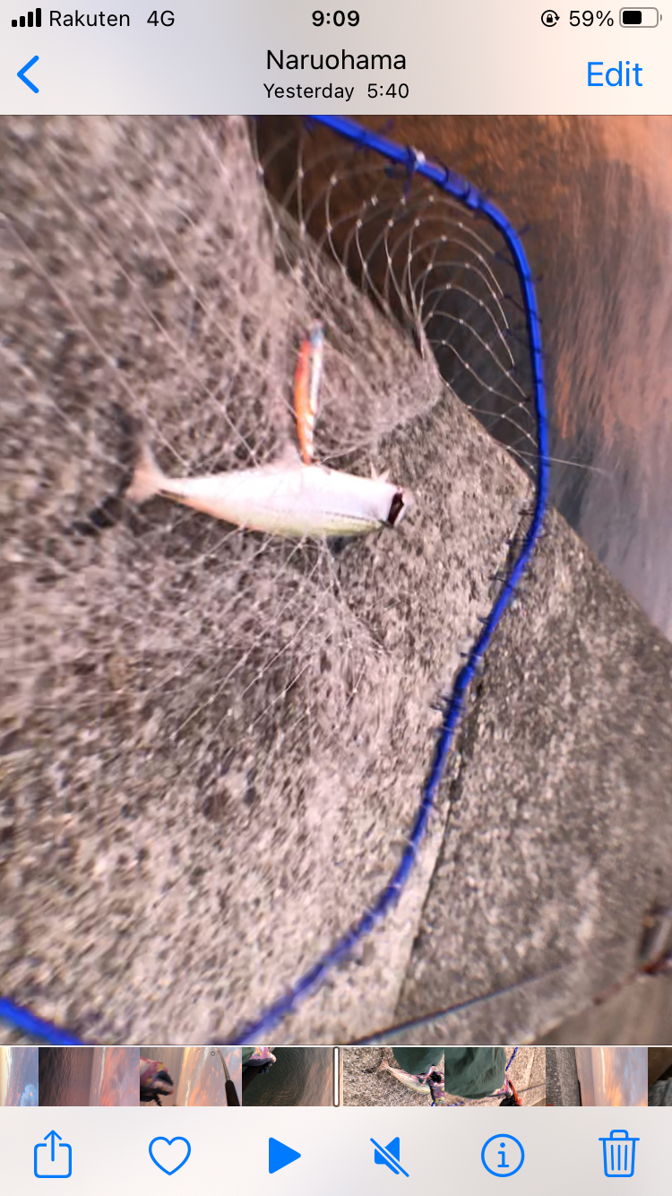 ハマチと今年初サゴシ