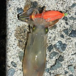 ベイカ？エギング