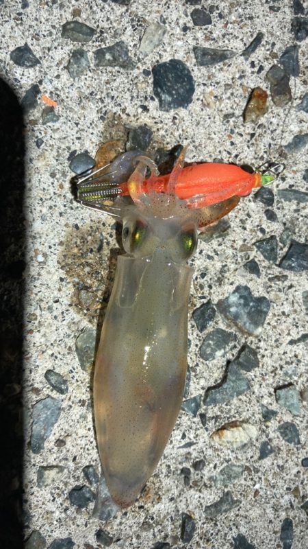 ベイカ？エギング