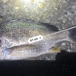 美味いもんは釣れたけど…