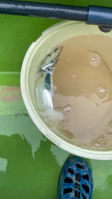 タチウオ（五目？）ジギング？？