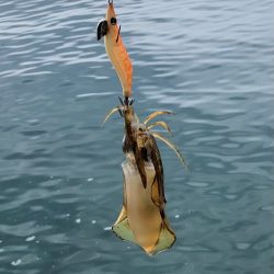 朝まずめになんとか