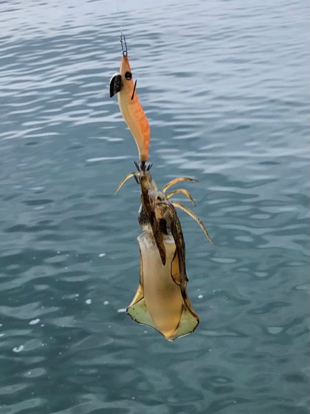 朝まずめになんとか