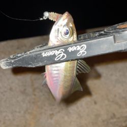 また爆風アジング