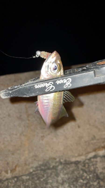 また爆風アジング