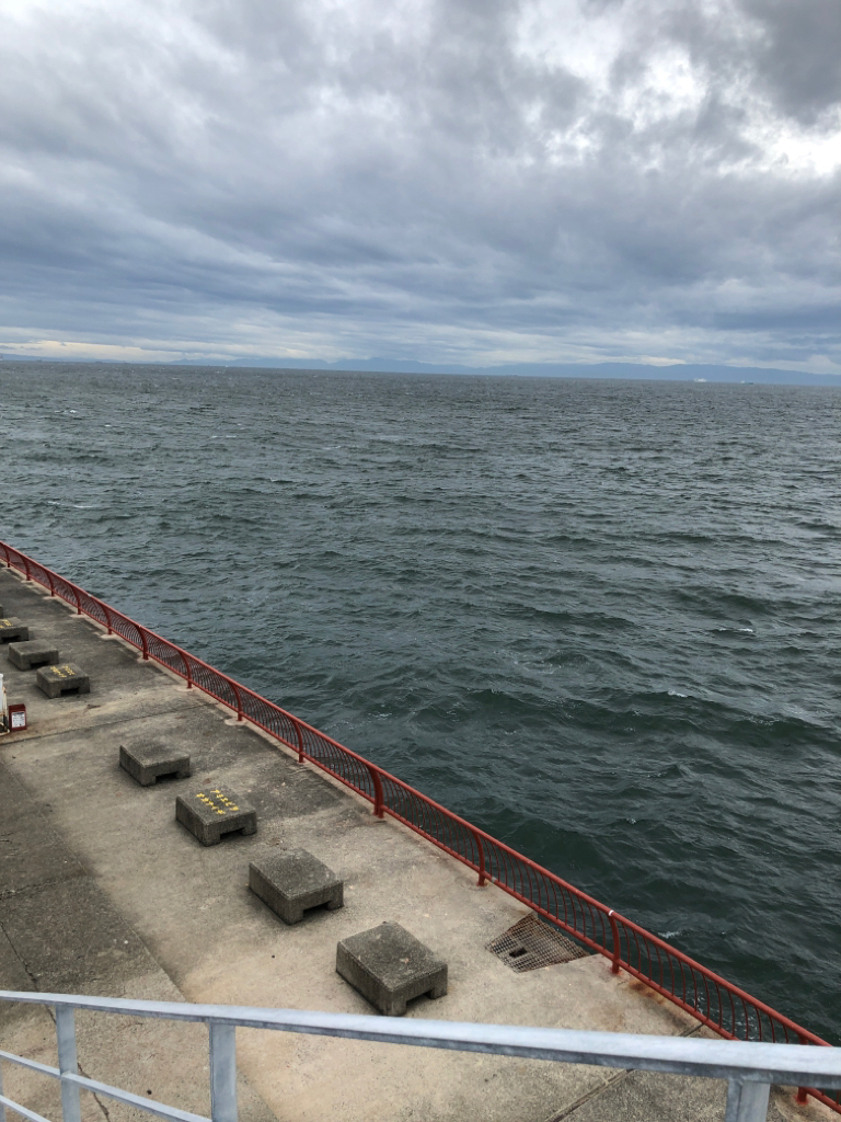 元気なカワハギ乱舞でしたー！