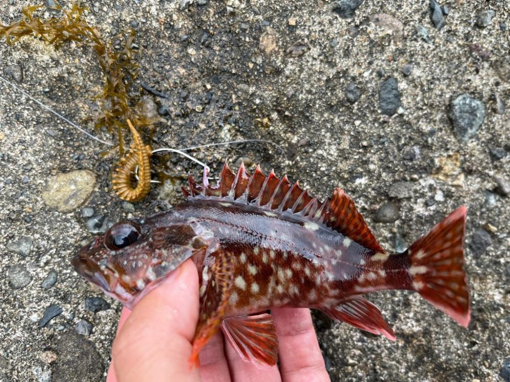 旅行ついで釣行2