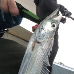 ジグパラでタチジギ！激シブでも釣れる！