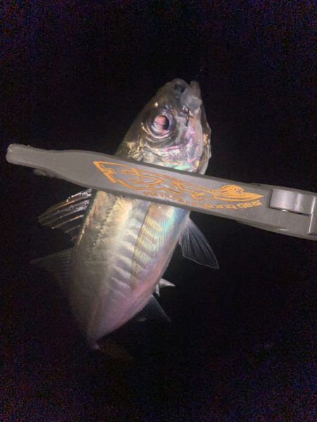 昨日の釣行結果からの答え合わせ