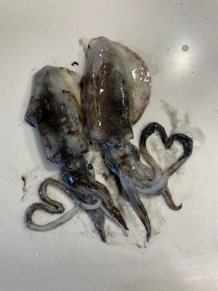 アオリイカエギング⋆*🦑♬