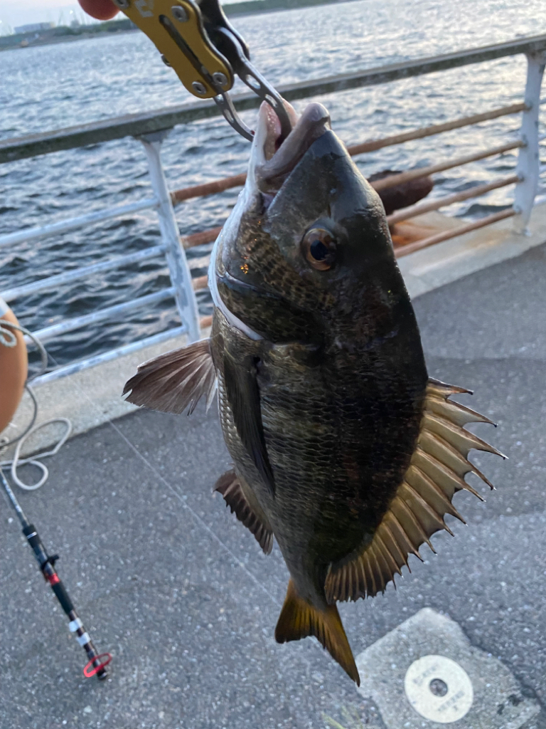 ヘチってきました