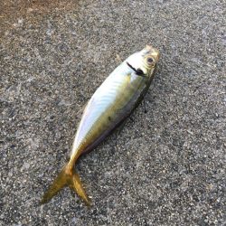 台風通過中、ちょい釣行