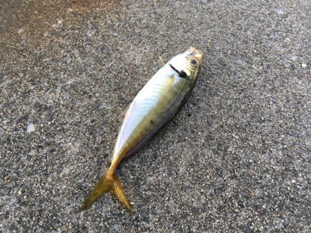 台風通過中、ちょい釣行