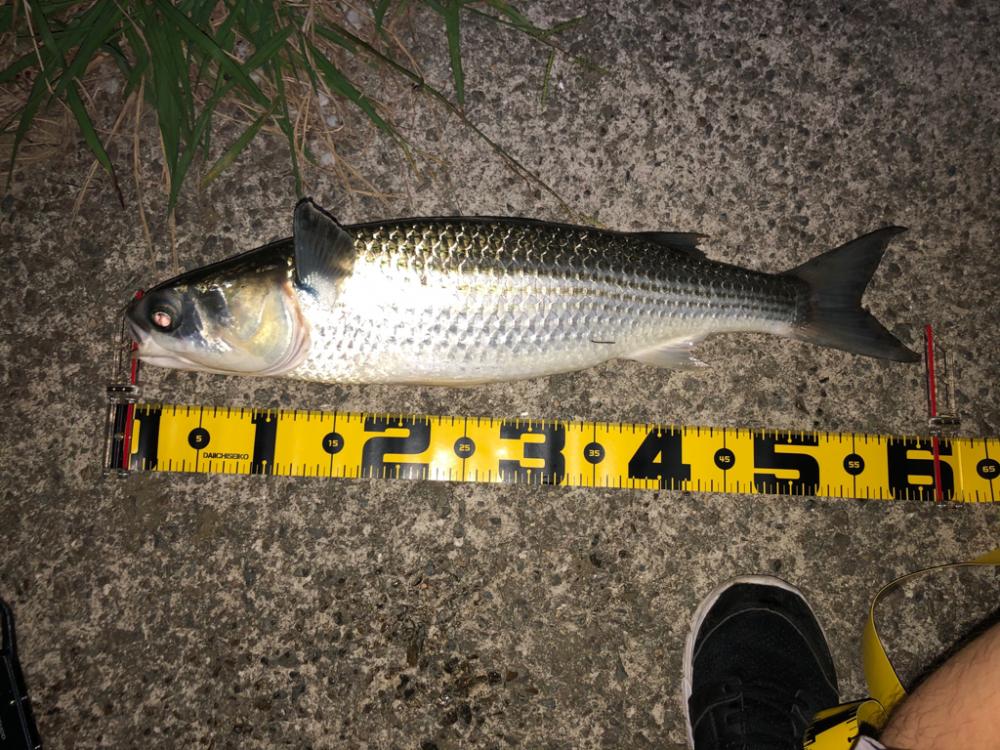 シーバスフィシング