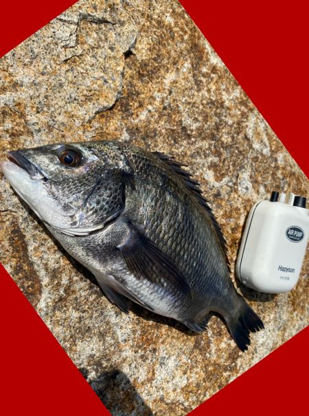 勢いよくウキが沈み