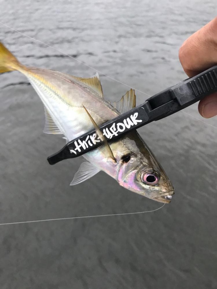 久しぶりのアジング釣行