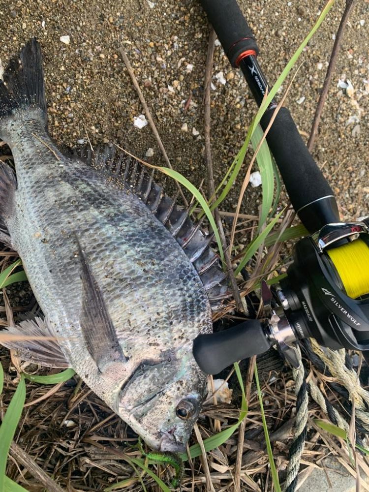 久々のチニングで大満足すぎる釣果!