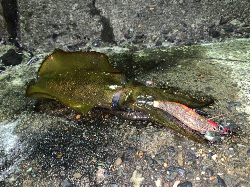 今年はまだ早い?