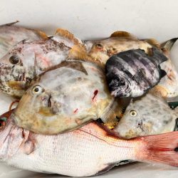 カワハギ釣り時々、鯛ラバ