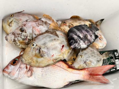 カワハギ釣り時々、鯛ラバ