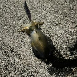 初めて投稿します。