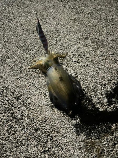 初めて投稿します。