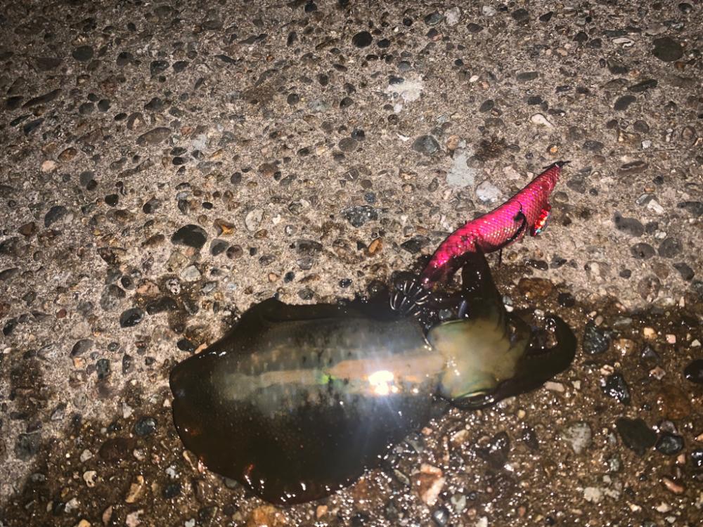 ナイトエギング修行のつもりが釣れすぎた件