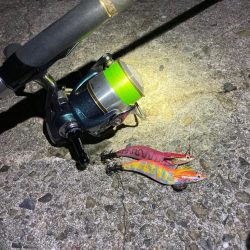 エギングシーズン突入