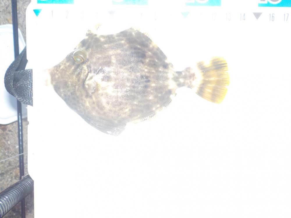 餌取りの犯人は？