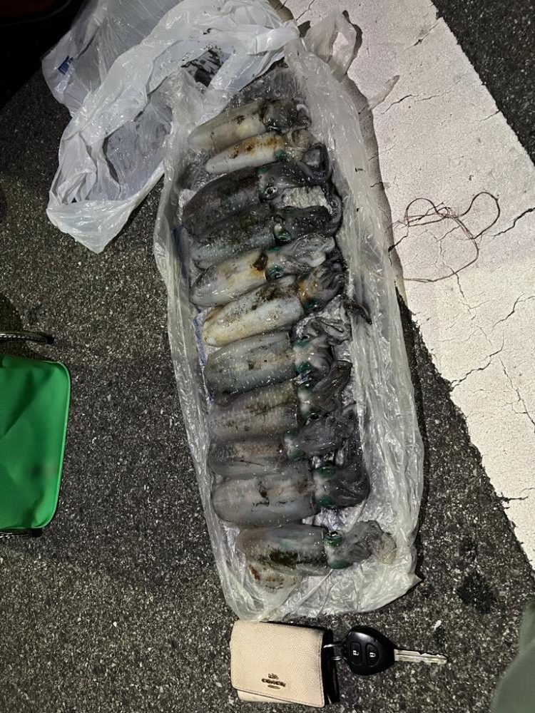 エギング爆釣の兆し??