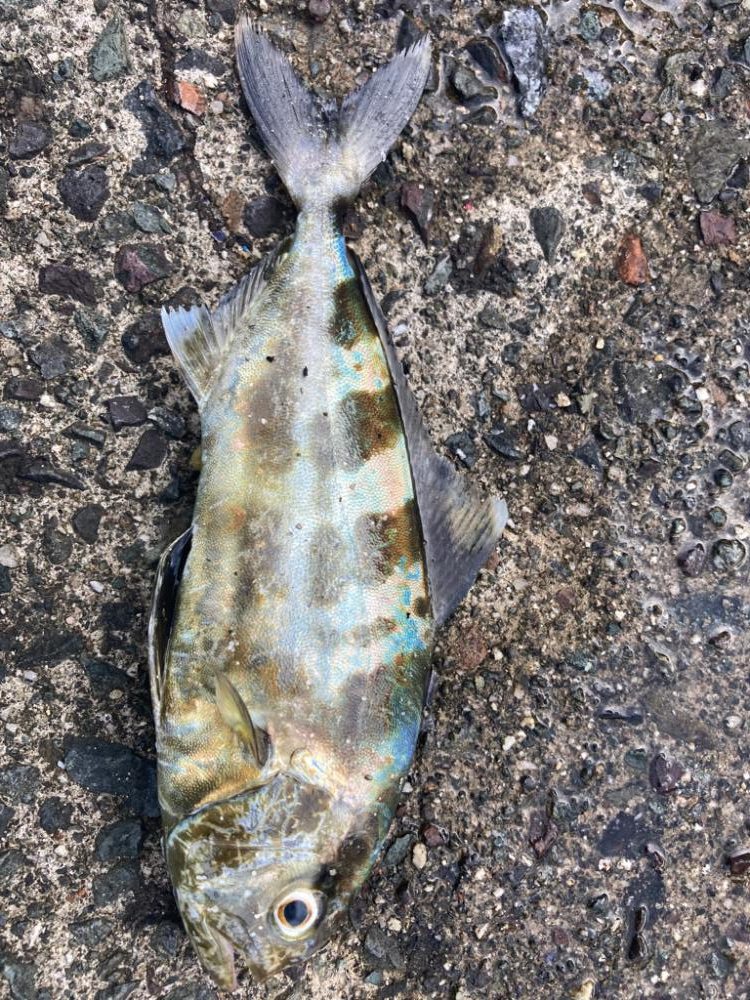 釣れ過ぎ注意!!