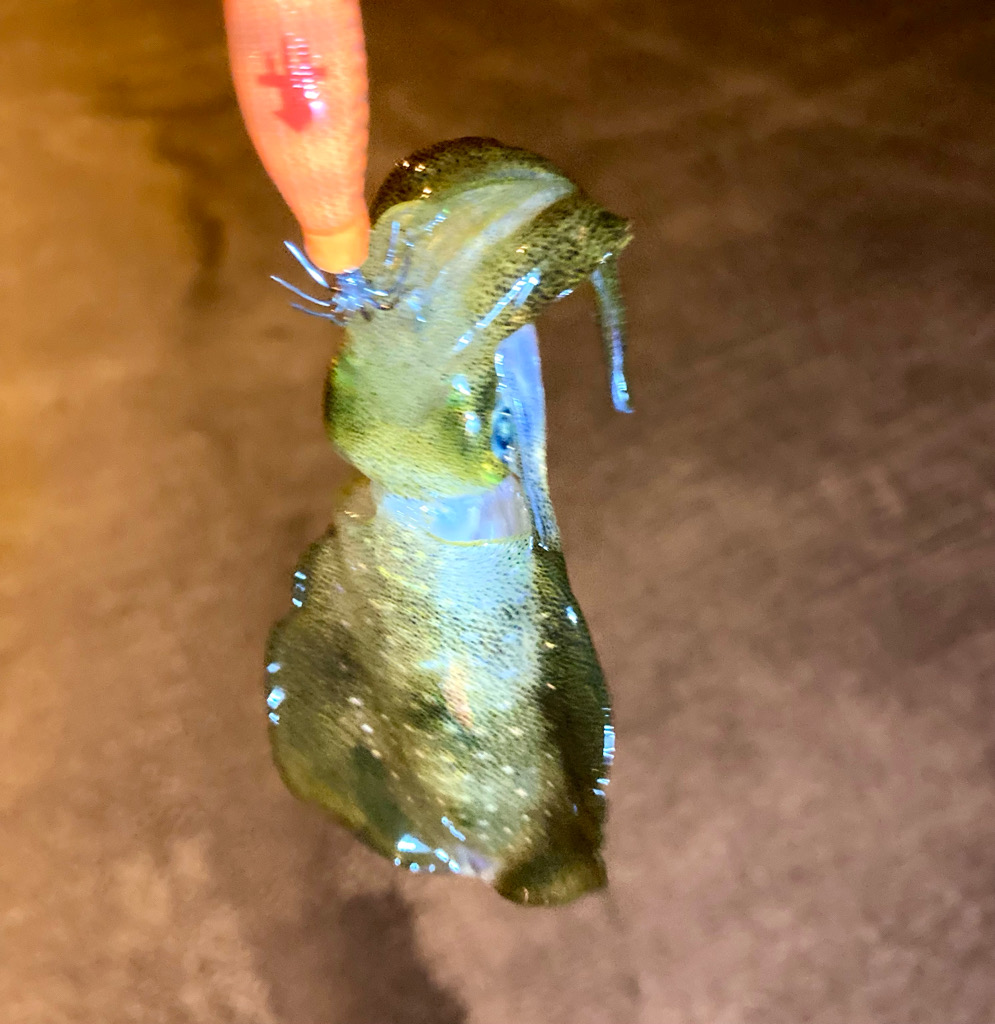 アジング&エギング