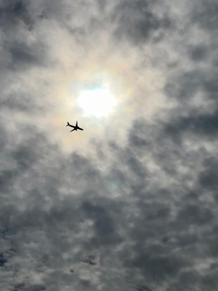 湾奥、サワラ調査