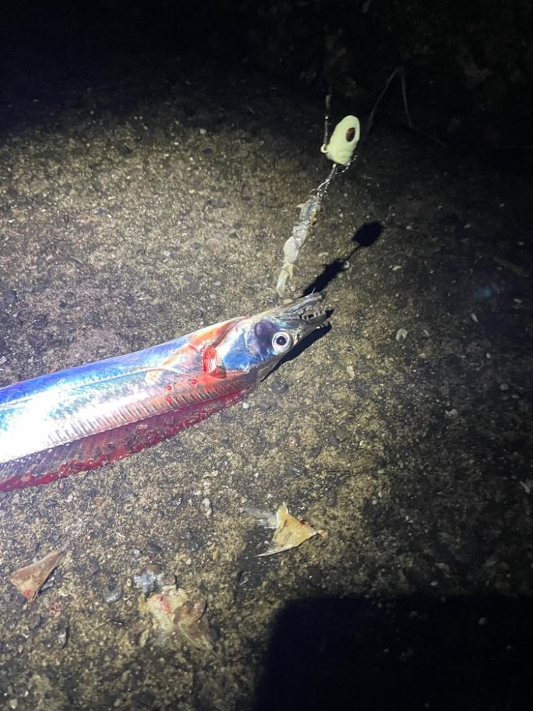 太刀魚狙いの釣り