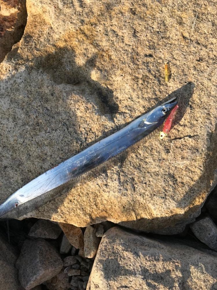 ようやく開幕！