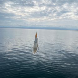 雨は昼からじゃなかった？