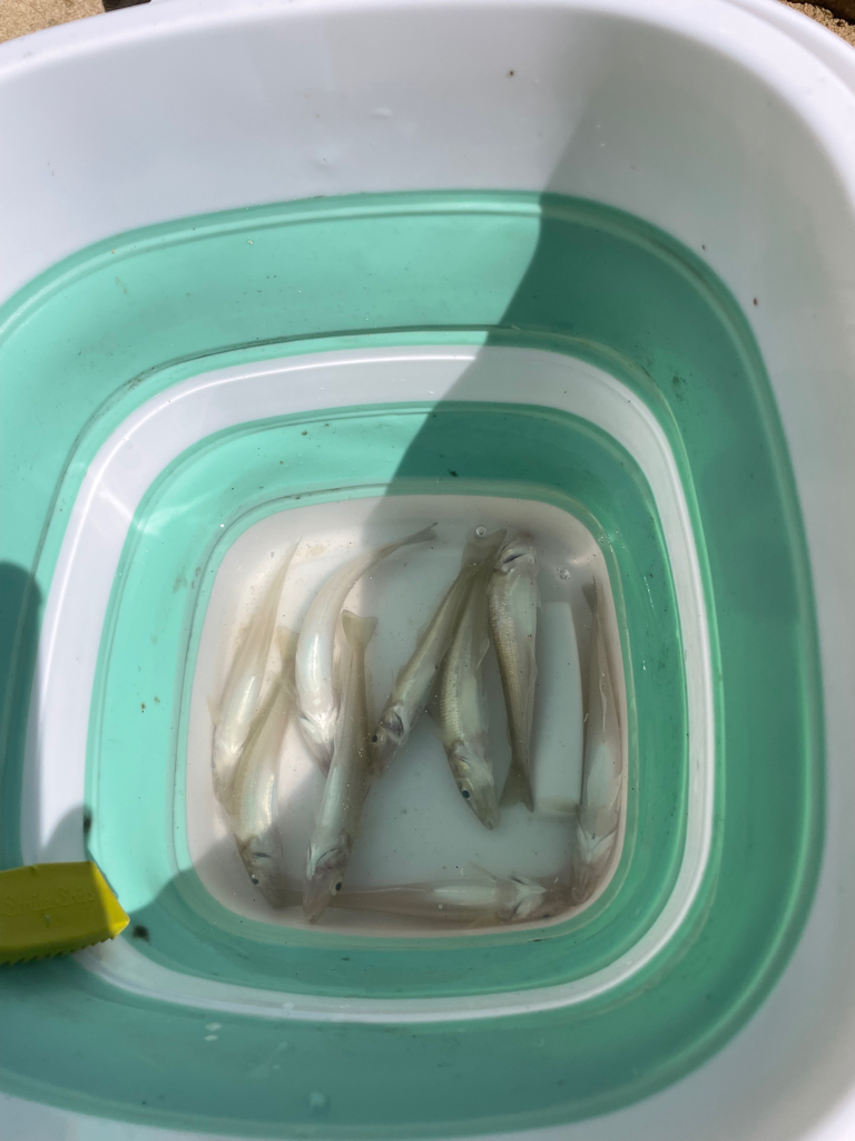 引き釣りハマりそう〜。