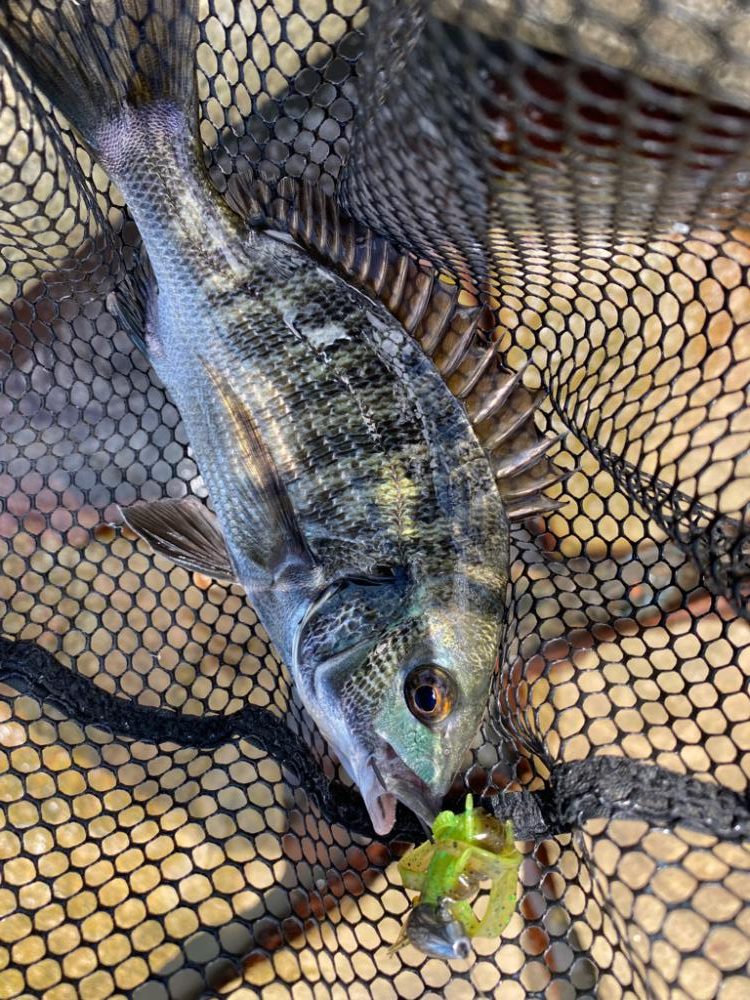 昼2匹夜5匹プラスサバ