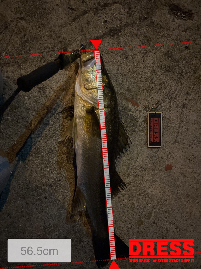 三か月ぶりのシーバス