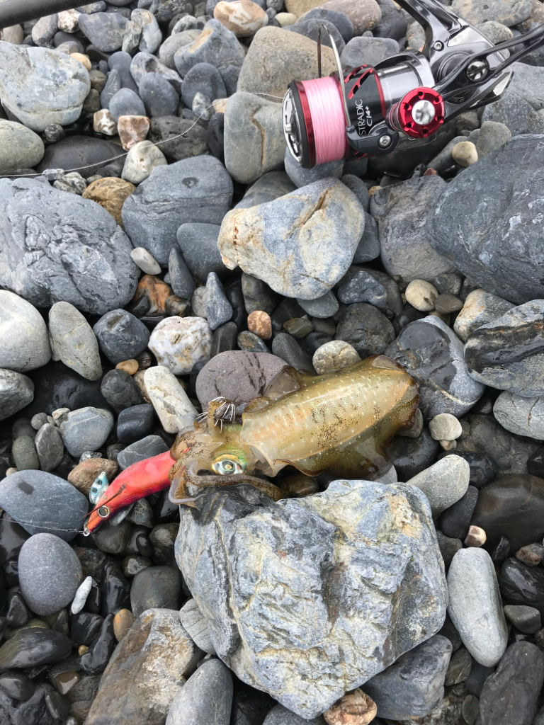 サーフエギング